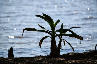 Plant growing in lake