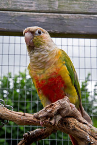 Close-up of conure parrot perching on tree in cage