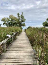 Boardwalk amidst plants and trees against sky