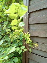 Close-up of ivy growing on plant