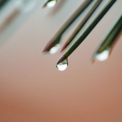 Close-up of raindrops on plant