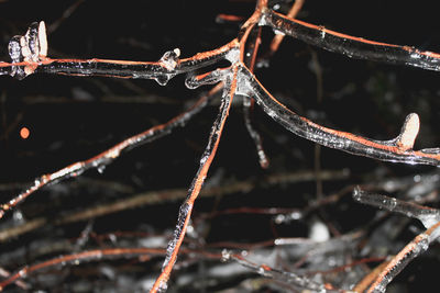 Close-up of frozen twigs