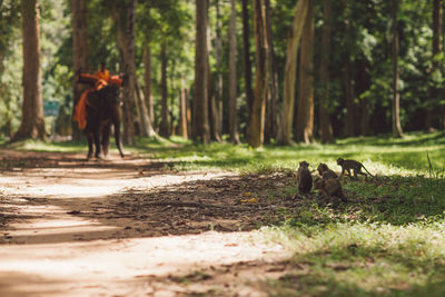 Elephant walking in a forest