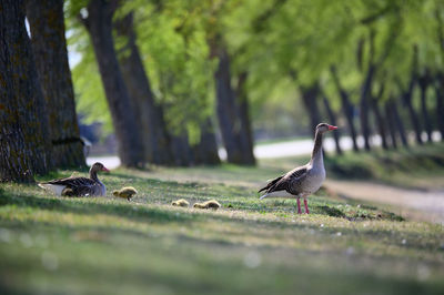 Duck on field