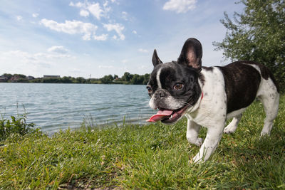 Portrait of a dog in the lake