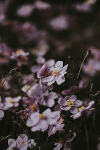 Close-up of cherry blossom