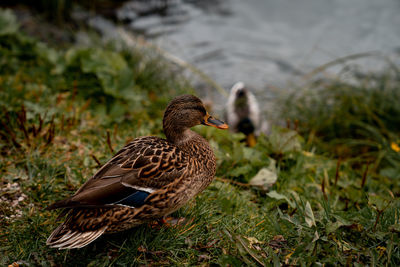 Bird on grass at lakeshore