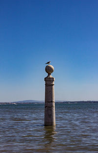 Seagull perching on sea against clear blue sky