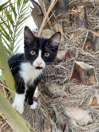 Portrait of cat sitting outdoors