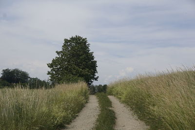 Trail amidst trees on field against sky