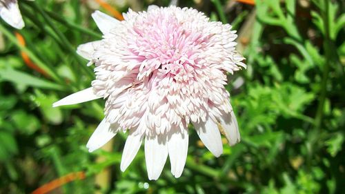 Close-up of pink flowers