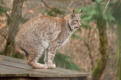 Feldkirch, austria, february 17, 2024 lynx in a wild life park shot is taken through a fence