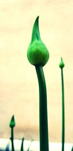 Close-up of green plant