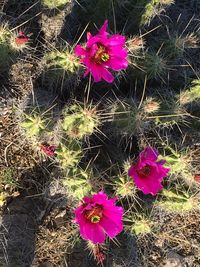 Close-up of pink flowers