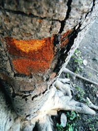 Close-up of lichen on tree trunk