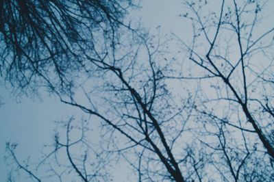 Low angle view of bare trees against sky