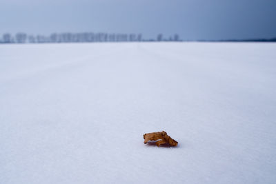 Snow covered land on field during winter