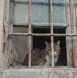 Portrait of cat by window on building