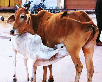 Close-up of cow