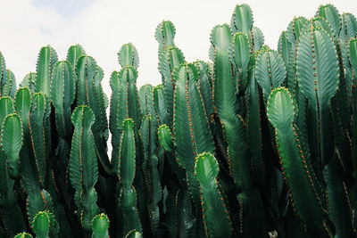 Close-up of cactus plants against sky