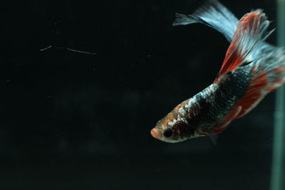 Close-up of fish swimming in tank