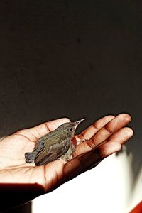 Close-up of hand holding small bird