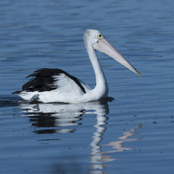 Duck swimming in lake