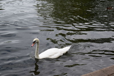 Swan floating on lake