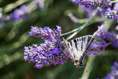 Butterfly pollinating on purple flower