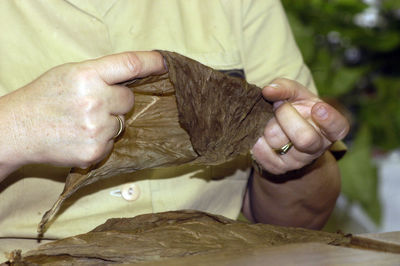 Midsection of woman holding tobacco leaf