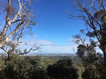 Trees on landscape against blue sky