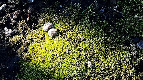 Plants growing on field
