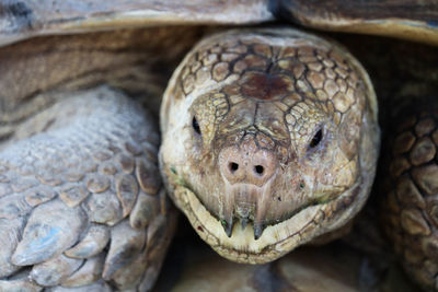 Close-up portrait of a turtle