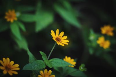 Close-up of yellow flowers blooming outdoors