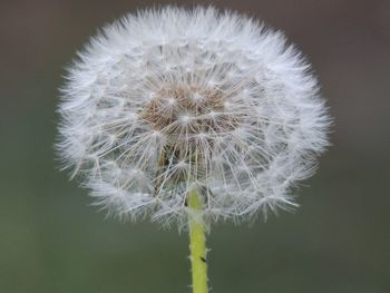 Close-up of dandelion flower