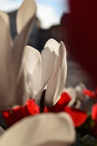 Close-up of white tulip