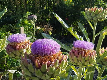 Close-up of purple flowers in garden