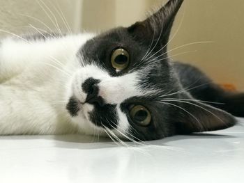 Close-up portrait of a cat