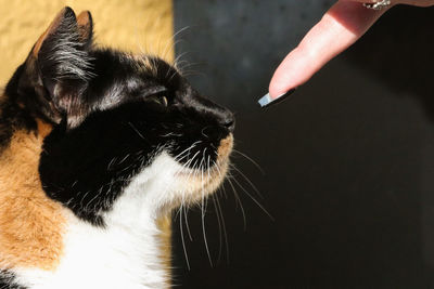 Close-up of a cat