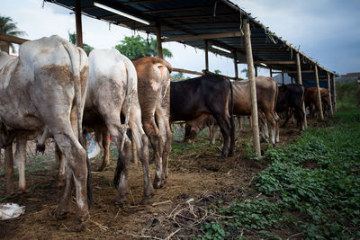 Cows standing under shed