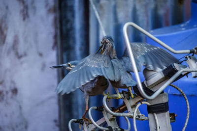 Close-up of seagull perching on metal