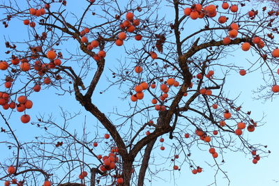 Low angle view of trees against clear sky