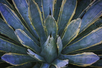 Full frame shot of succulent plant