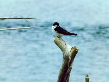 Bird perching in water