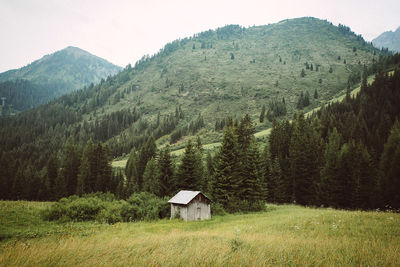 Scenic view of grassy field