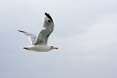 Low angle view of seagull flying against sky