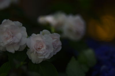 Close-up of white flowers