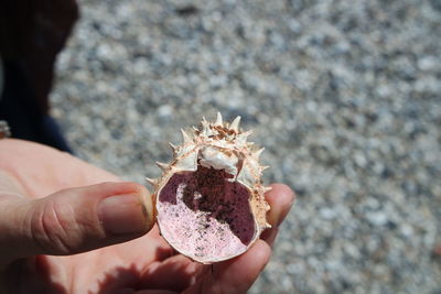 Close-up of hand holding shell on beach