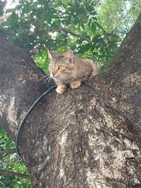 Cat sitting on a tree