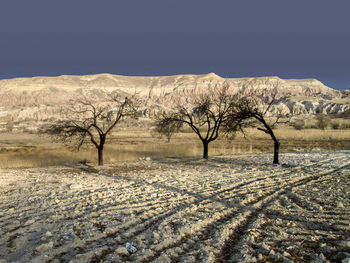 Bare trees on snowcapped mountain against sky